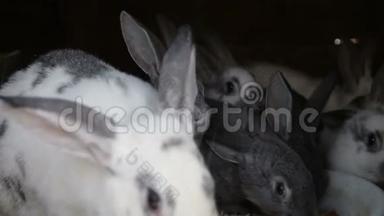 几只可爱的、有趣的、毛茸茸的、驯养的兔子在<strong>村子</strong>里的笼子里吃他们的食物